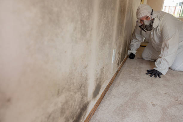 Best Comprehensive Air Testing for Mold Contaminants  in Moriarty, NM